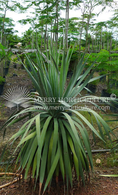 Yucca gloriosa